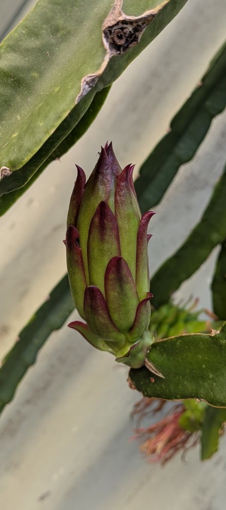 Small buds